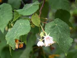 Image result for Dombeya kirkii