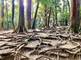 鞍馬寺から貴船神社へ散策（高低差250mの山越え）～その後、妙満寺など叡山電鉄沿線のスポットも～』八瀬・大原・貴船・鞍馬(京都)の旅行記・ブログ by  shushu tany さん【フォートラベル】