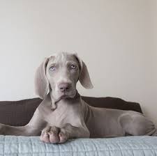 9 Dogs With Blue Eyes Australian Shepherd Siberian Husky And More