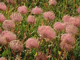 The flowers are made into a tea and they are a treatment for gout, infections, fever, and herbalist use it to treat diarrhea, heart disease, halitosis, and mouth ulcers. of course, be sure to check with your doctor before taking this, or any form, of herbal remedy. Homestead Stories Creeping Avens Insteading