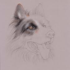 How to you draw a dog. Uart Tip Drawing Fur With Colored Pencils Step By Step