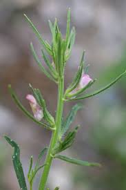 Image result for Misopates