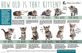 how old is a kitten kitten progression how to tell alley