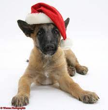 Pin On Gotta Love Christmas Time