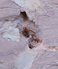 Mortar bees (or masonry bees) are so called because they sometimes burrow into the soft mortar joints of old brick walls. Bees Removal Preparing Mason Winter Lat Works Construction Inc