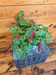 Image result for Acalypha allenii
