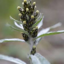 Image result for Gnaphalium unionis