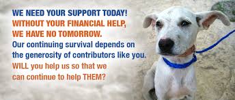 Read about our mission, check out our events, donate, and browse our dogs for adoption. Donate Pawsitive Match Rescue Foundation Calgary Based Dog And Cat Rescue