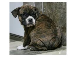 Have heard so many people getting scam off craigslist. Olde English Bulldog Dog Female Brindle White 2535032 The Barking Boutique