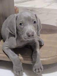 Weimaraner Puppy Also Good For Distance Running Look At Those Eyes Cute Animals Unique Dog Breeds Baby Dogs