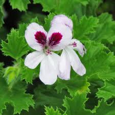 Image result for Pelargonium