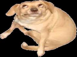 Dog Youtube