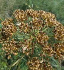 Image result for Physotrichia atropurpurea