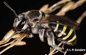 Image result for Lipotriche