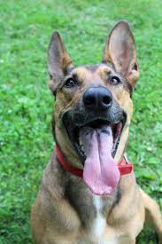 If you notice any difficulty breathing on top of the black gums, then get your dog to the vet asap. Why Do Dogs Have Spotted Tongues Puppy Leaks