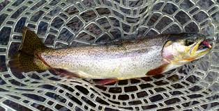 More than Fish Porn - Anglers Covey