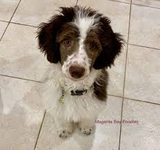 Explore 71 listings for standard poodle puppies for sale uk at best prices. Moyen Poodles With Exceptional Temperaments Magenta Bay Poodles