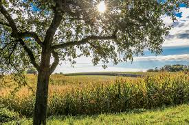 Alle, die keine dvd mehr schauen können, weil ihr kleiner neuer laptop kein laufwerk mehr besitzt, können unseren film wann wird es endlich wieder sommer? jetzt bei vimeo streamen. Wann Ist Endlich Wieder Sommer Foto Bild Landschaft Acker Felder Wiesen Sonnenschein Bilder Auf Fotocommunity