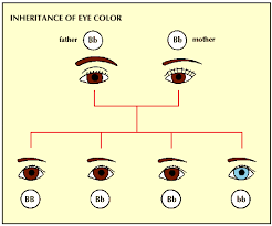 38 uncommon dominant recessive gene chart