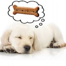Seeing puppies in your dreams should not be taken lightly. Dreaming Of Puppies Dreamingpuppies Twitter