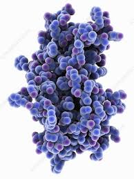 Learn more about the composition, form, and physical adaptations of the human body. Human Growth Hormone Molecule Stock Image C025 1615 Science Photo Library