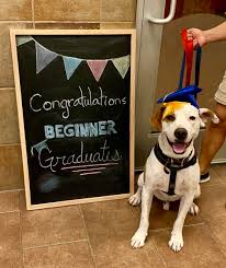 Can you take a puppy training class at petsmart? Petsmart Dog Training Dogtraining1396 Twitter