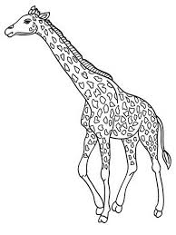 Hundreds of free spring coloring pages that will keep children busy for hours. Free Printable Giraffe Coloring Pages For Kids Giraffe Coloring Pages Giraffe Colors Giraffe Drawing