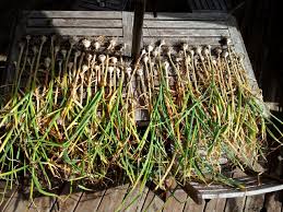 Since softneck are traditionally planted in warmer climates, you can expect their main harvest as early as late spring. Curing And Storing Hard Neck Garlic Stacking Functions Garden