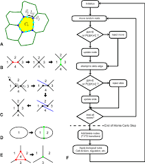 Check spelling or type a new query. Adapting A Plant Tissue Model To Animal Development Introducing Cell Sliding Into Virtualleaf Springerlink