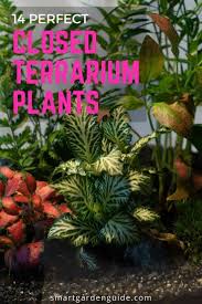 Closed Terrarium Plants That Look Amazing Closed Terrarium Plants Terrarium Plants Small Indoor Plants