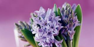 Çiçekleri uzun süre dayanır ve hoş kokuludur. Sumbul Bitkisi Cicegi Nasil Yetistirilir Bakimi Nasildir Bilgihanem