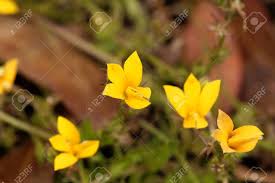 Image result for Monopsis