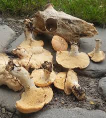 Image result for Hylodesmum repandum