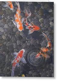 Jenis ikan koi lokal dan info harganya kami sajikan di post ini. Feri Andi Feriandi466 Profil Pinterest