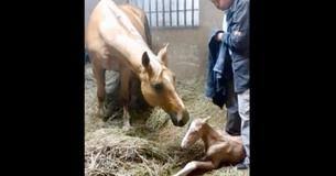 Sachant quil y a eu rapport sans protection, qu'il n'y a pas eu. Un Couple N Avait Aucune Idee Que Leur Cheval Etait Enceinte De Jumeaux Apres Qu Elle Ait Donne Naissance A Un Deuxieme Poulain Miracle