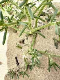 Image result for Salsola