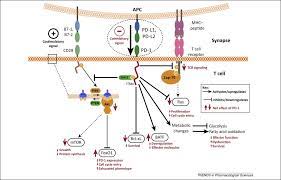 New Immunotherapies Targeting The Pd 1 Pathway Trends In Pharmacological Sciences