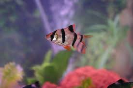 Small Aquarium Fish Types Aquarium Fish Aquarium Design Aquarium