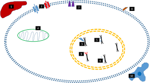 Yong hooi chie, lee tze jiun, wong ming, kalaivani a/p velandy. Dodging The Bullet Therapeutic Resistance Mechanisms In Pediatric Cancers
