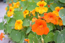 Nasturtium Nodes Seeds Mixed Colors Organic Etsy Nasturtium Color Mixing Raised Flower Beds