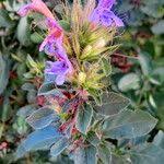 Image result for Dyschoriste albiflora