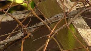 Image result for pruning grapes on a pergola