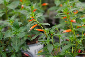 Image result for Cuphea