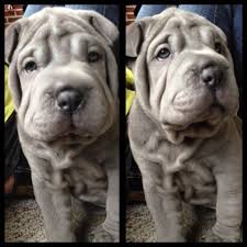 Blue Shar Pei Puppy 7 Weeks Old Shar Pei Dog Cute Animals Shar Pei Puppies
