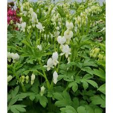 Image result for Dicentra spectabilis alba