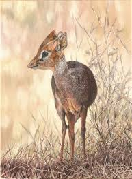 Guy Combes Dik Dik Dik Dik Wildlife Artists Wildlife Art