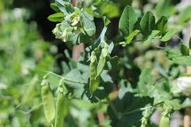 Dusty silver webs on undersides of leaves and. Top Problems Growing Peas And How To Fix It Ready To Diy