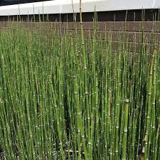 Image result for Hydrothauma manicatum