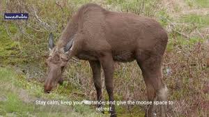 Moose - Wikipedia