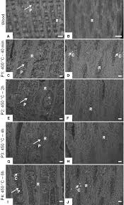 Image result for Sterculia quinqueloba